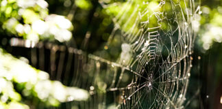 Zwischen den von Sonne beschienenen Zweigen der Nadelbäume spannt sich ein großes Spinnennetz. Tautröpfchen hängen an den Fäden und reflektieren das Sonnenlicht.