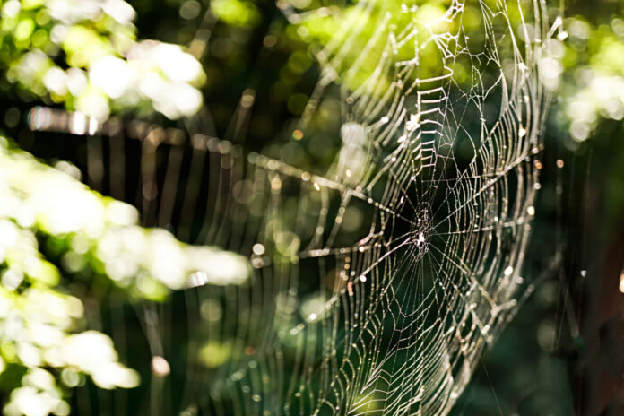 Zwischen den von Sonne beschienenen Zweigen der Nadelbäume spannt sich ein großes Spinnennetz. Tautröpfchen hängen an den Fäden und reflektieren das Sonnenlicht.