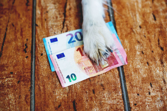 Auf einem Holztisch liegen ein 10- und ein 20-Euro-Schein gefächert aufeinander. Ein weißer Hund legt seine Pfote auf die beiden Geldscheine.