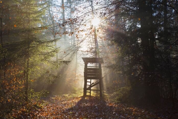 Mitten im Wald steht ein Hochsitz für Jäger. Die Sonnenstrahlen fallen durch die Bäume und erschaffen wunderschönes Licht. Im Wald leben viele verschiedene, teilweise seltene Tiere zusammen. Der Hirschstand wird von der Sonne beleuchtet.