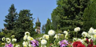 Auf einer schönen Wiese stehen viele blühende Blumen. Die bunten Dahlien stehen vor einem Turm. Der Wachturm ist eine beliebte Sehenswürdigkeit bei Touristen.