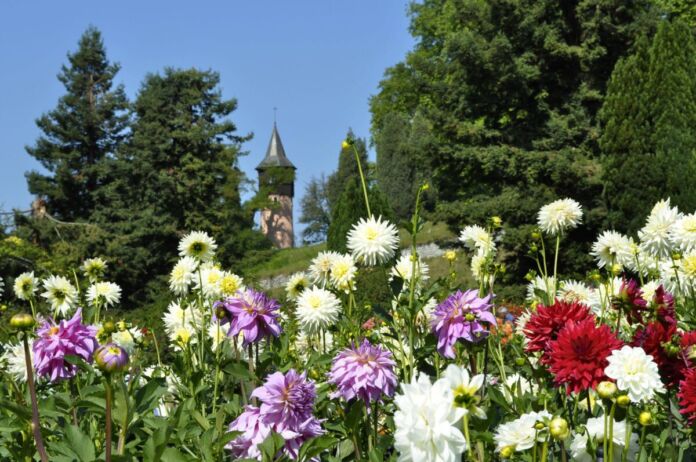 Auf einer schönen Wiese stehen viele blühende Blumen. Die bunten Dahlien stehen vor einem Turm. Der Wachturm ist eine beliebte Sehenswürdigkeit bei Touristen.