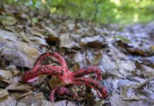 Inmitten eines mit Blättern bedeckten Waldbodens leuchtet ein Pilz in roter Farbe, der aussieht wie ein Tintenfisch. Es handelt sich dabei um den Tintenfischpilz. Auf jedem Arm befinden sich schwarze Flecken.