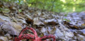 Inmitten eines mit Blättern bedeckten Waldbodens leuchtet ein Pilz in roter Farbe, der aussieht wie ein Tintenfisch. Es handelt sich dabei um den Tintenfischpilz. Auf jedem Arm befinden sich schwarze Flecken.