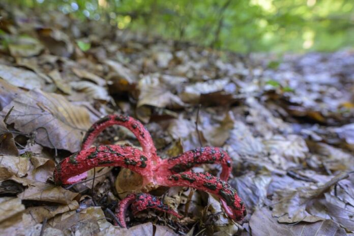 Inmitten eines mit Blättern bedeckten Waldbodens leuchtet ein Pilz in roter Farbe, der aussieht wie ein Tintenfisch. Es handelt sich dabei um den Tintenfischpilz. Auf jedem Arm befinden sich schwarze Flecken.