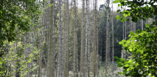 Viele Stämme von Nadelbäumen stehen eng nebeneinander in einem Wald. Der Wald ist grün und die Heimat für viele Insekten und Tiere.