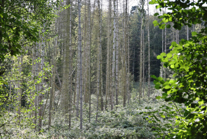 Viele Stämme von Nadelbäumen stehen eng nebeneinander in einem Wald. Der Wald ist grün und die Heimat für viele Insekten und Tiere.